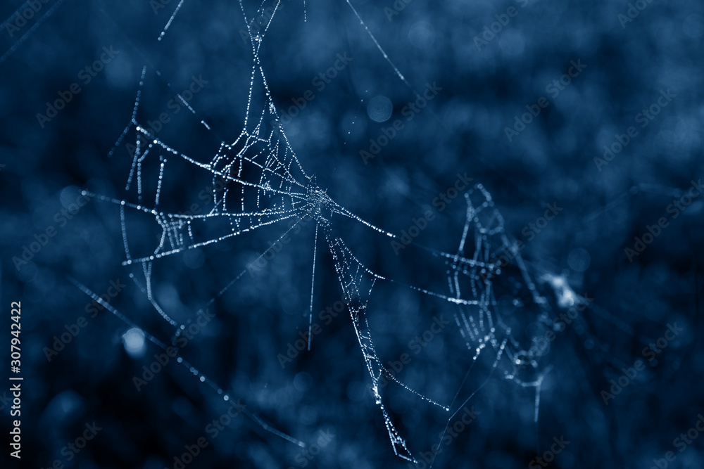 Spider web with dew drops in a trendy blue tone.