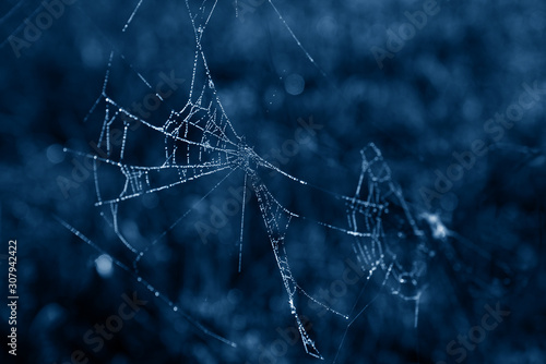 Spider web with dew drops in a trendy blue tone.