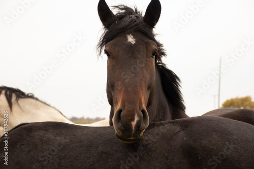 portrait of a horse © Jennie