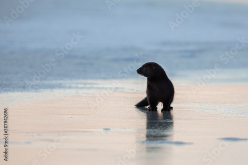 American mink on the ice during sunrise