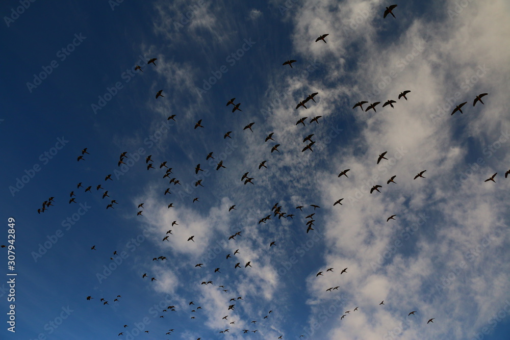 miles de avesvolando libremente sobre cielo azul con nubes miles de avesvolando libremente sobre cielo azul con nubes