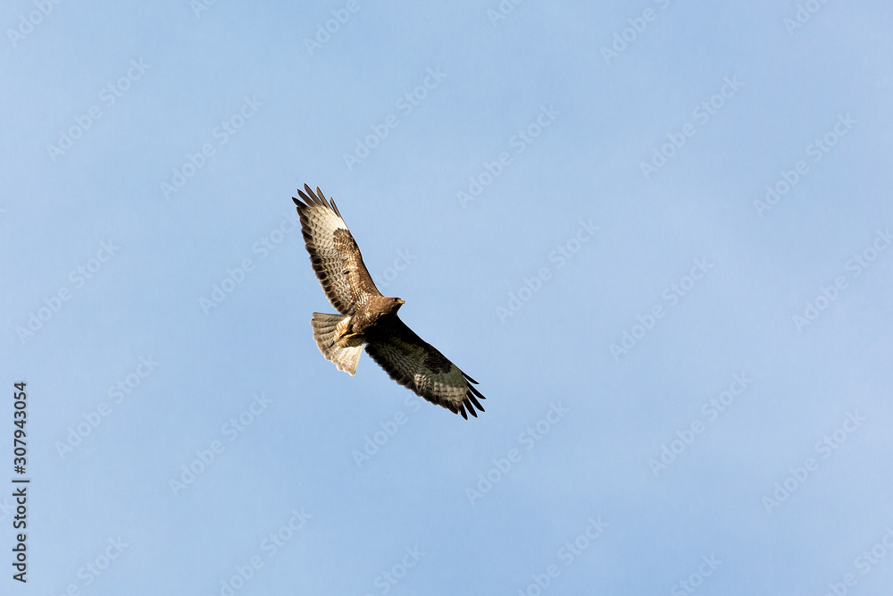 Common buzzard streching its wings in the sky Common buzzard streching its wings in the sky