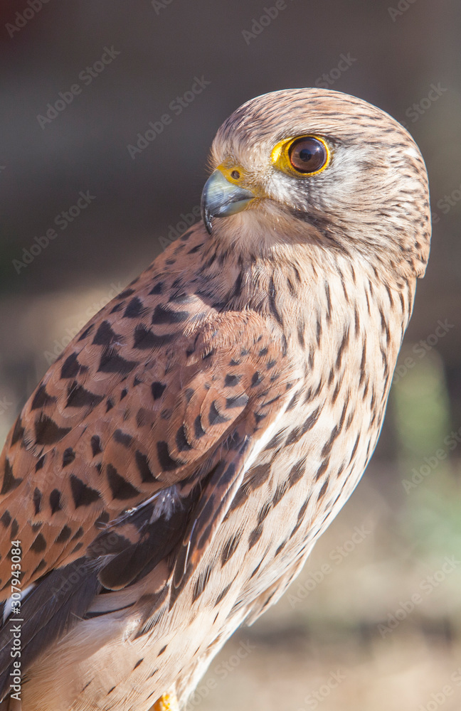 Lesser Kestrel female closeup or falco naumanni Lesser Kestrel female closeup or falco naumanni
