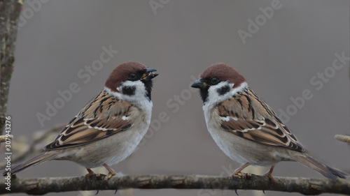 A pair of sparrows sitting on a branch of hazel with beaks to each other, on a blurred gray background. Panorama.