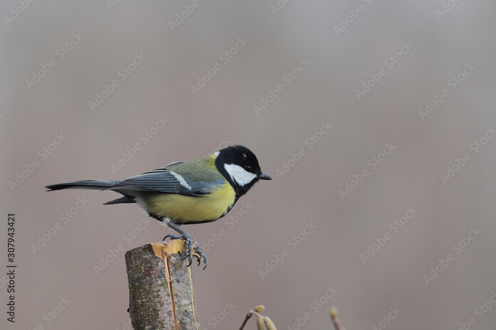 Tit on a branch, with a cut off top, on a gray background ... Tit on a branch, with a cut off top, on a gray background ...
