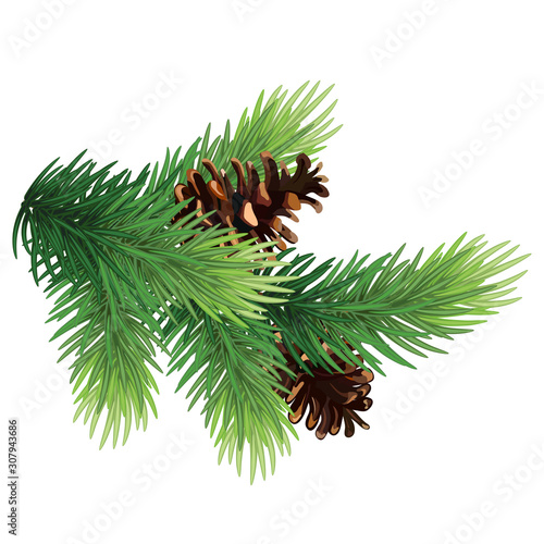 Christmas tree conifer branches and cones.Fir tree branch with cone . Pine branch. Christmas decoration.Eps 10