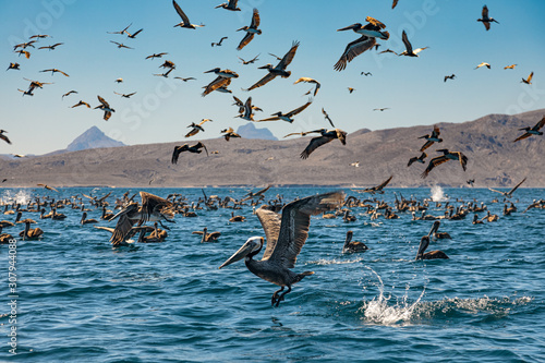 Fototapeta Flock of brown pelicans