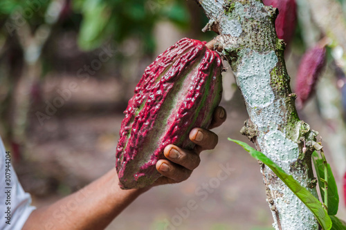 Farmer hold cacao bean