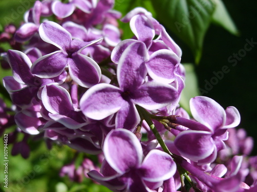 Closeup of a purple lilac bush with flowers in full bloom, spring, Ouachita Mountains, Arkansas