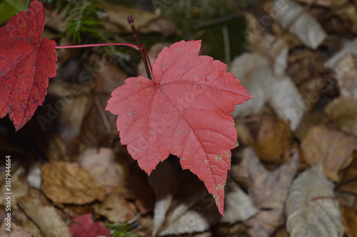 feuille rouge