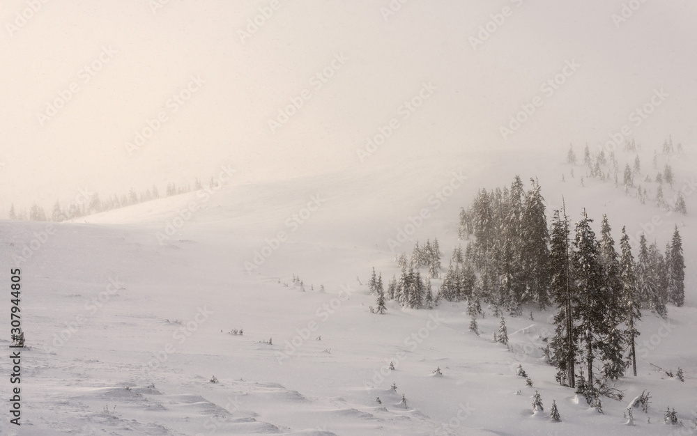 Snow-covered mountains with trees during a snowfall at the sunrise. Snow-covered mountains with trees during a snowfall at the sunrise.