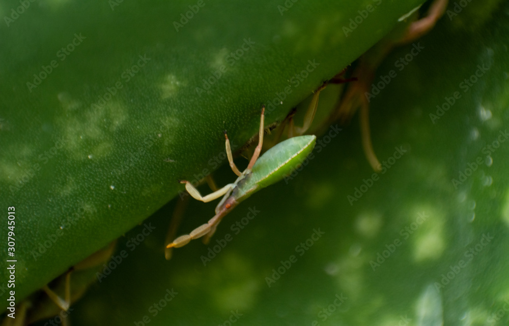 Obraz premium Chelinidea