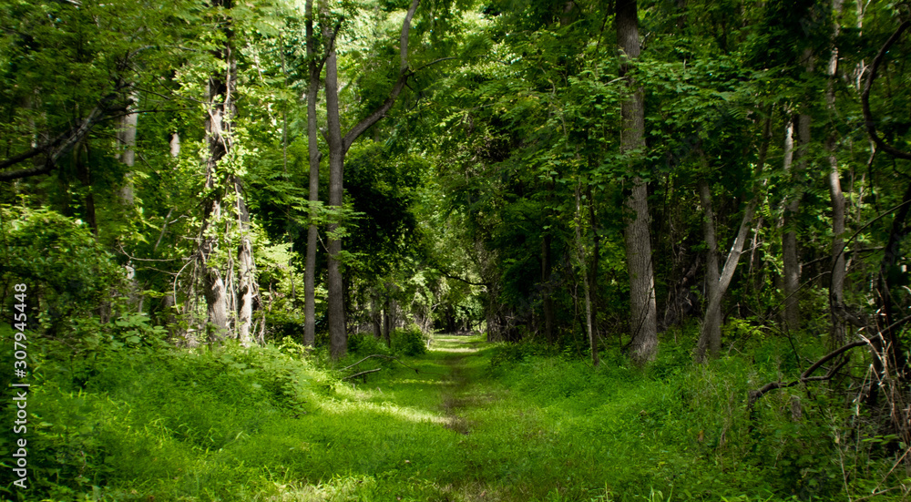 path in the forest path in the forest