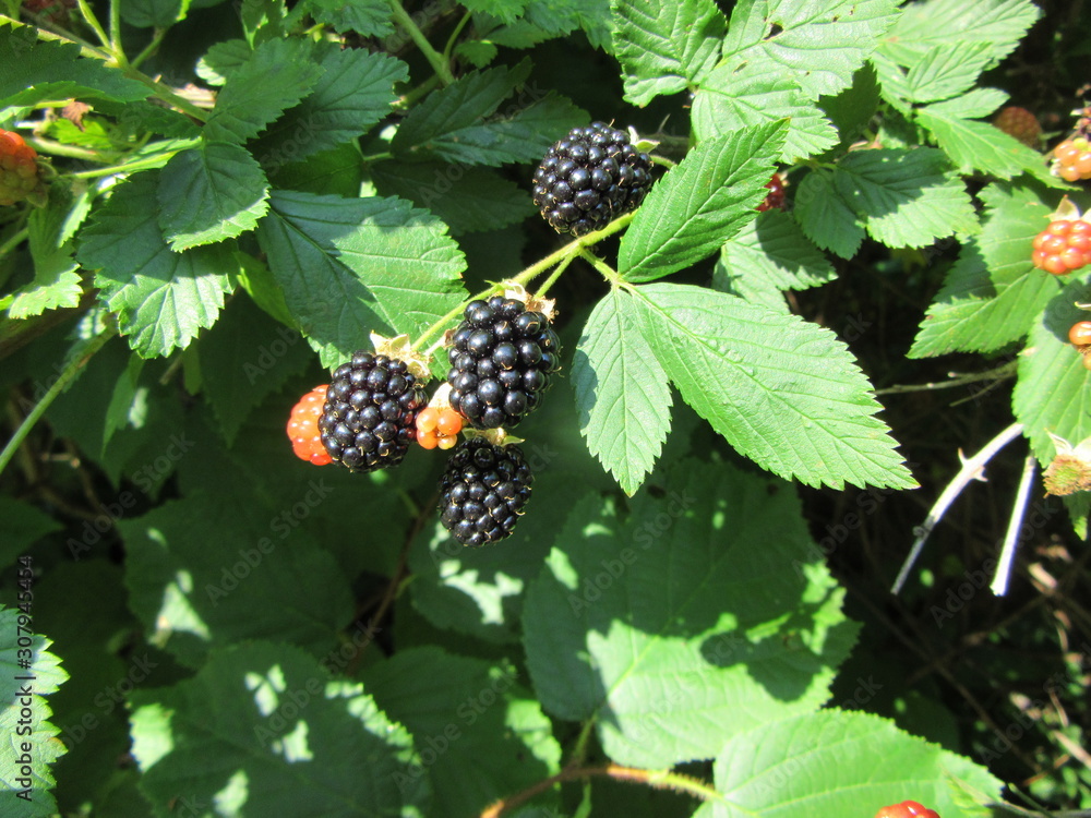 A blackberry patch showing fruit growing on a bush in varying stages of ripeness A blackberry patch showing fruit growing on a bush in varying stages of ripeness