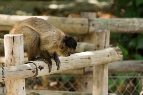 monkey nail sitting on wood