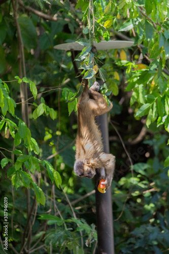 upside-down monkey nail eating apple