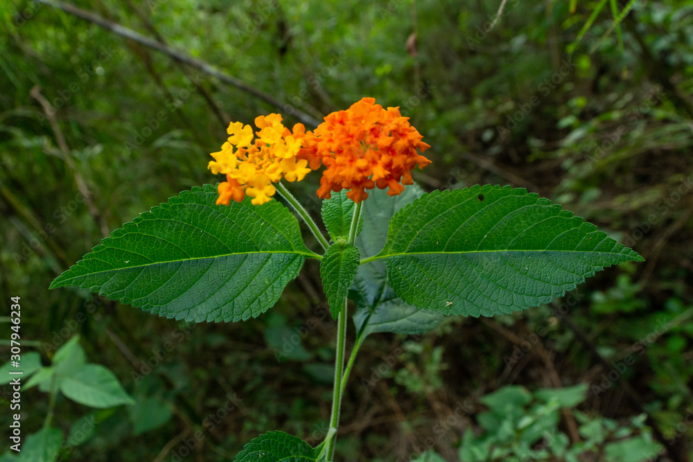 flor flor
