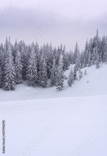 Snow covered firs on a hillside. © Oleksiy