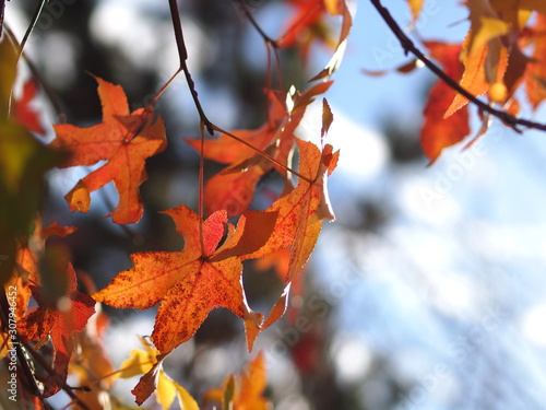 モミジバフウの紅葉