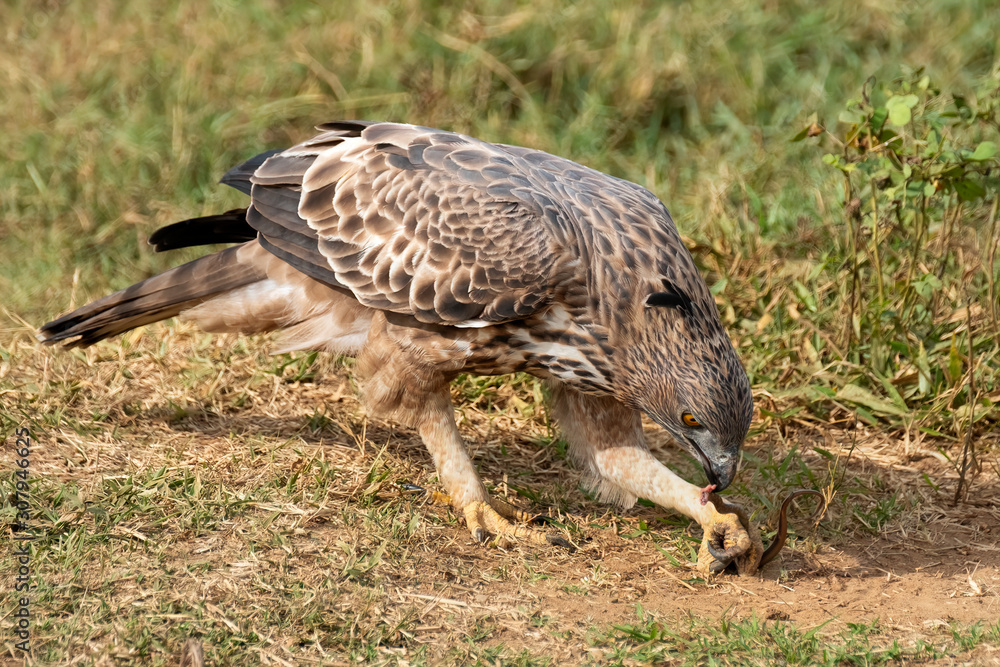 Crested Serpent Eagle (Spilornis cheela) Eating a Snake, Udawalawe National Park, Sri Lanka Crested Serpent Eagle (Spilornis cheela) Eating a Snake, Udawalawe National Park, Sri Lanka