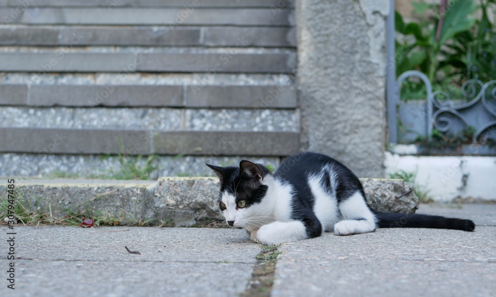 A black-and-white cat with yellow eyes plays with a small centipede near the concrete stairs on a warm summer evening.