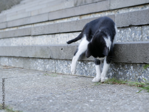 A black-and-white cat with yellow eyes plays with a small centipede near the concrete stairs on a warm summer evening.