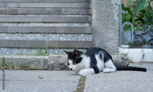 A black-and-white cat with yellow eyes plays with a small centipede near the concrete stairs on a warm summer evening. © Vladimir Kazachkov