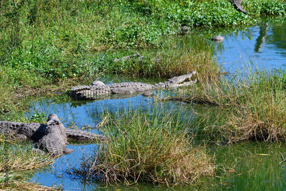 Obraz premium Crocodiles Resting in the Green Blue Water in a Cuban Crocodile Farm 