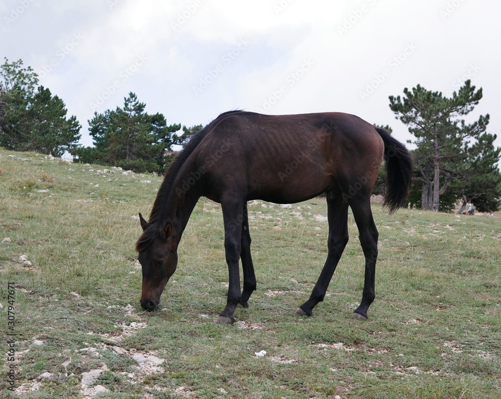 A young dark brown stallion grazes on a high pasture against a background of pines on a Sunny summer day. A young dark brown stallion grazes on a high pasture against a background of pines on a Sunny summer day.