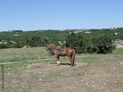 An adult chestnut stallion on a mountain pasture against a background of green trees on a Sunny summer day.