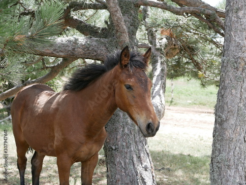 A young Bay colt grazes in a high meadow near an old pine tree on a Sunny summer day.