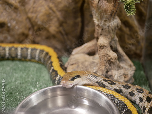 A small gray non-venomous snake with a yellow stripe and brown diamonds drinks water from a metal bowl in a terrarium. beauty rat snake satisfy thirst. 