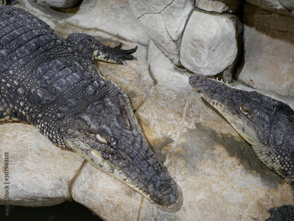 Fototapeta premium Two crocodiles with big sharp teeth and open eyes lying in a terrarium waiting for food.