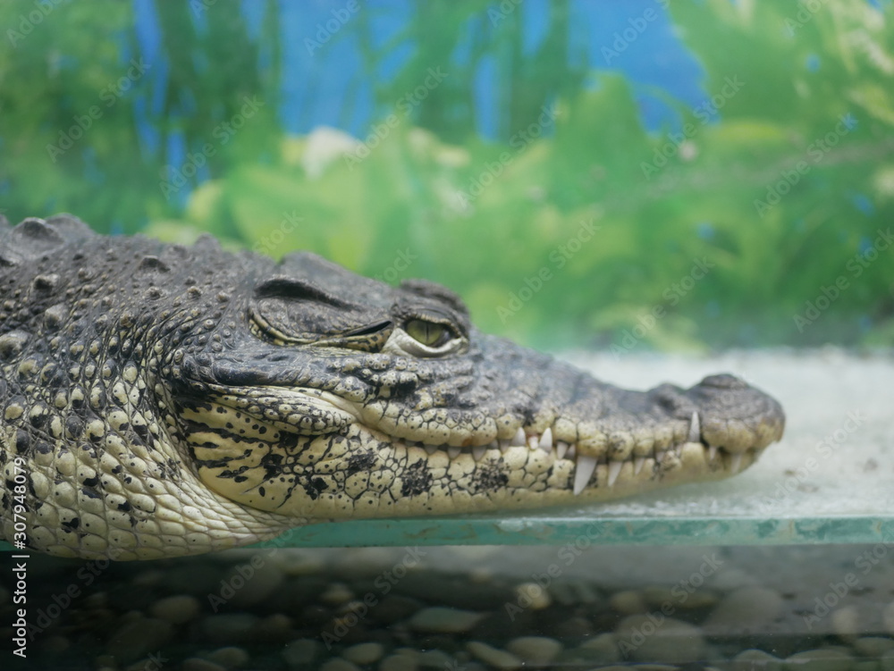 The head of a crocodile with large sharp teeth and open eyes lying in a terrarium waiting for food.