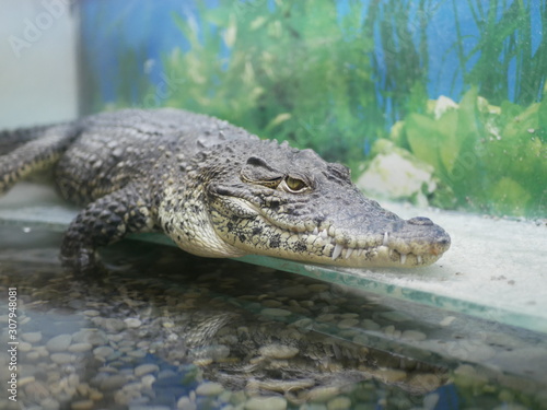 The head of a crocodile with large sharp teeth and open eyes lying in a terrarium waiting for food.