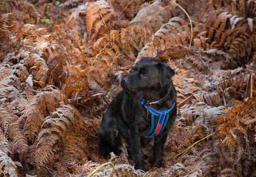 Patterdale terrier in the frozen bracken