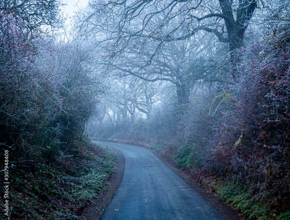 Fototapeta premium foggy road in forest