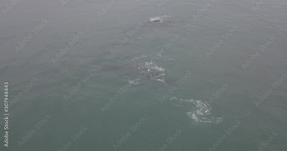 Whale Free Animals Water Ocean Nature Brazil Whale Free Animals Water Ocean Nature Brazil
