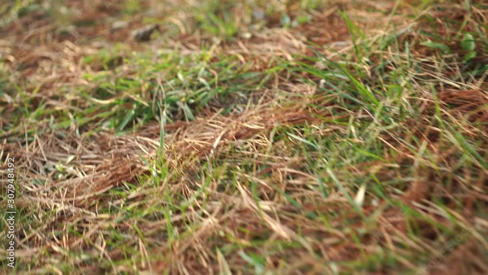 Pine roots strewn with red dried needles and young green grass in gentle sunlight. The concept of tenderness of untouched wildlife. Morning in the coniferous forest. Pine roots strewn with red dried needles and young green grass in gentle sunlight. The concept of tenderness of untouched wildlife. Morning in the coniferous forest.