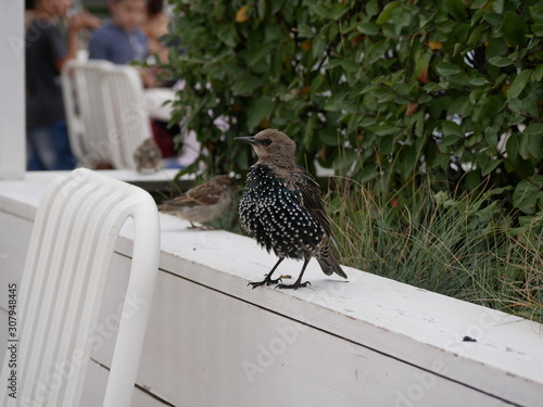 A young Starling on a white wooden railing against a background of bushes in a city Park on a Sunny summer day. Birds in the big city. photo