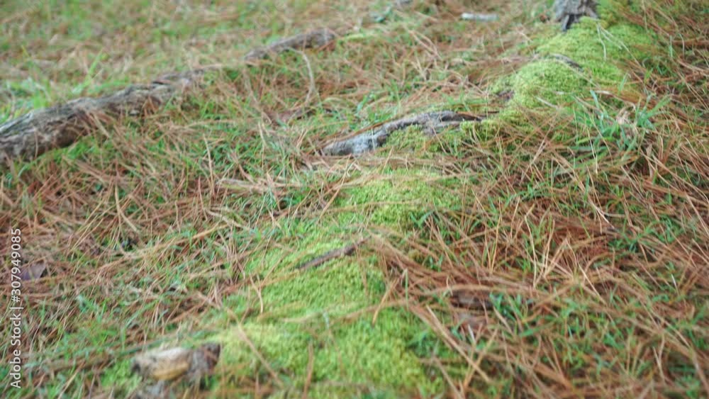 Texture roots of coniferous tree with moss strewn with red dried pine needles in the forest and green grass. Close-up. Winter european spanish landscape. Texture roots of coniferous tree with moss strewn with red dried pine needles in the forest and green grass. Close-up. Winter european spanish landscape.