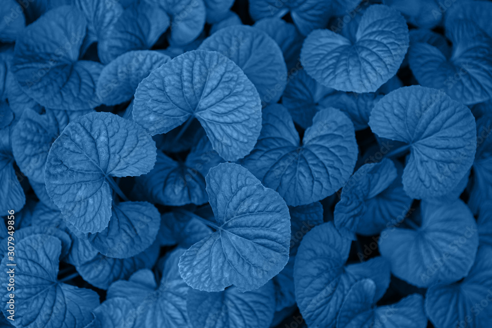 Closeup textured foliage toned in Classic Blue - color of the year 2020.