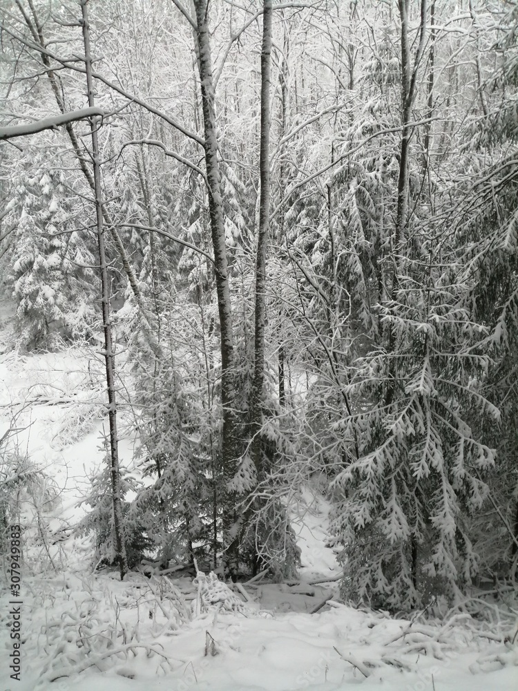 forest in winter forest in winter