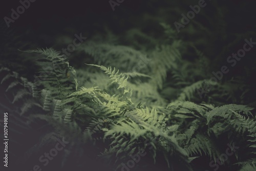 Ferns 