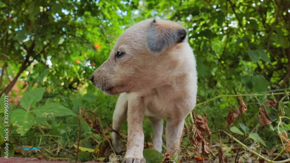 Homeless puppies on the streets of the city. Homeless puppies on the streets of the city.