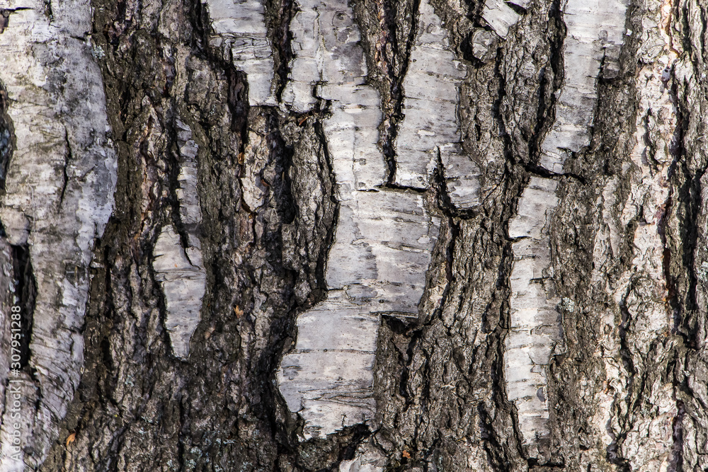 Obraz premium Wood texture, natural birch bark