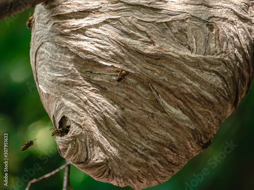 Wasps Flying In and Out of Large Hive