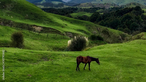 Single horse grazing alone on the rural undulating hilly agricultural pastures of Tiniroto Hawkes Bay