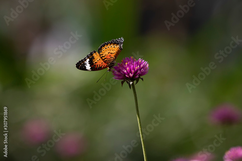 butterfly on a flower © Champ