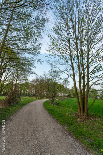 Tree lined lane near Loenen in The Netherlands
